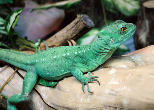 Green Basilisk Lizard