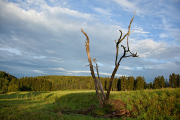 toter Baum