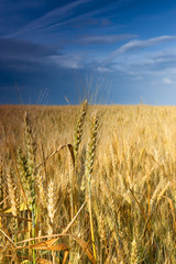 Wheat field under blue sky.