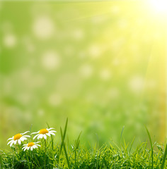 green grass bacground