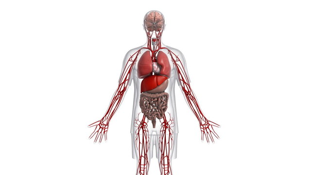 A body which is transparent apart from the organs.