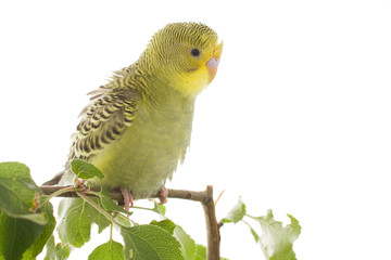 bird