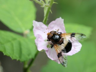 Gemeine Waldschwebfliege (Volucella pellucens)