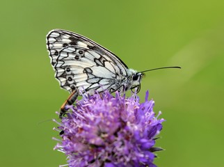 Schachbrettfalter auf Witwenblume
