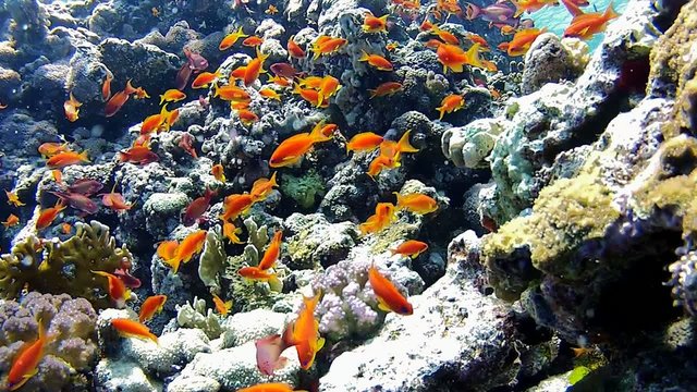 school of fish | close up