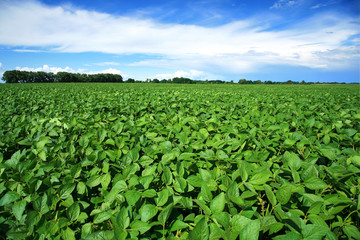 Fototapeta na wymiar Krajobrazu wiejskiego z świeże zielone pola soi. Pola soi