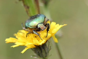 Rosenkäfer auf Blüte