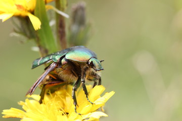 Rosenkäfer beim Abflug