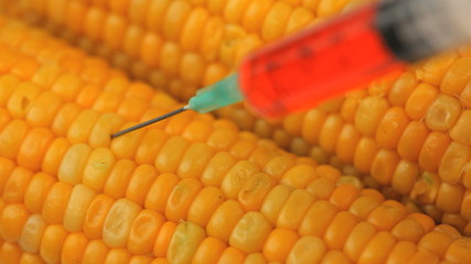 Chemist using a syringe on corn - Powered by Adobe