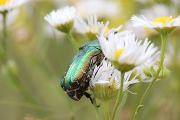 Rosenkäfer auf Blüte