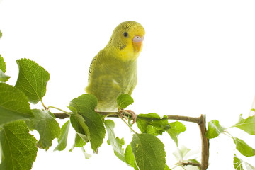 bird