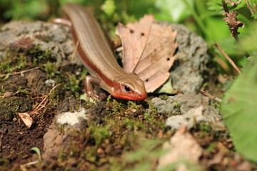 ニホントカゲのクローズアップ