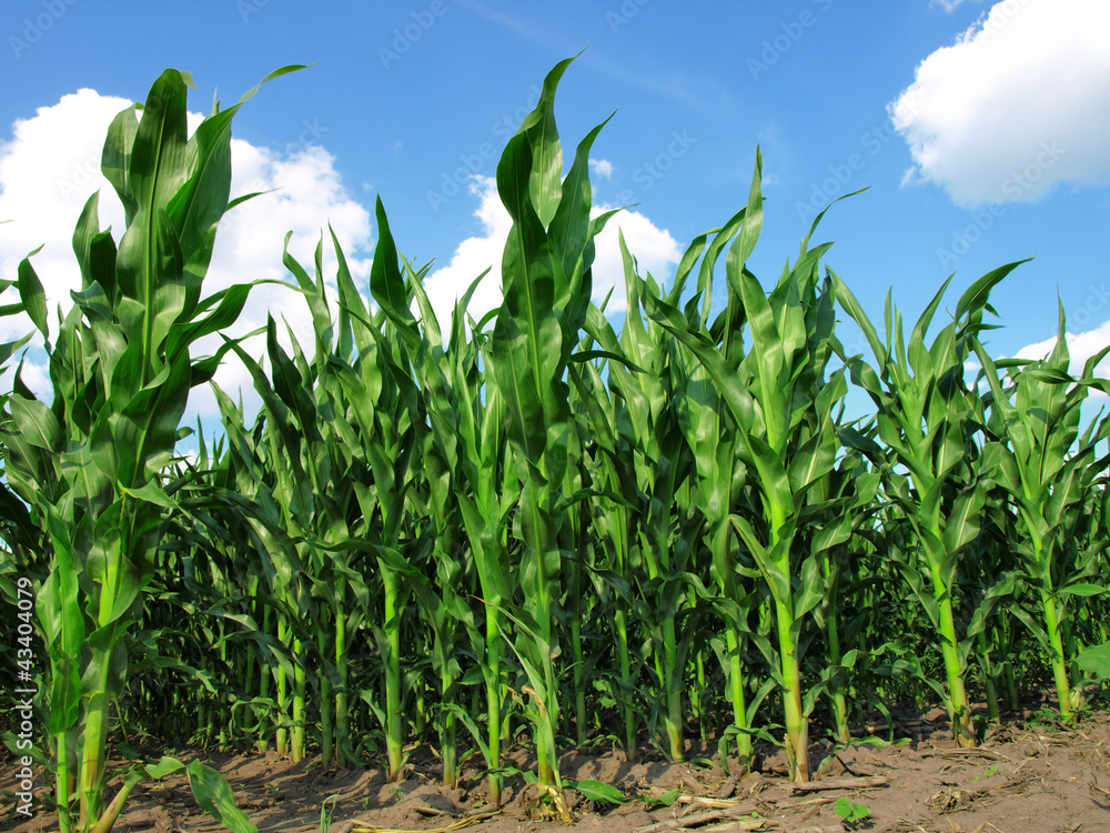 Wall mural Green field with young corn