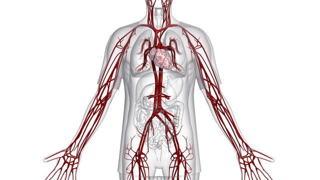 Transparent  body apart from the heart and blood vessels.