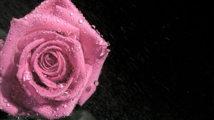 Raindrops in super slow motion flowing on a rose