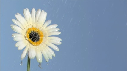 White gerbera daisy in super slow motion being soaked - Powered by Adobe