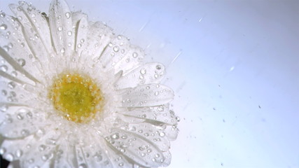 White gerbera daisy in super slow motion receiving water - Powered by Adobe