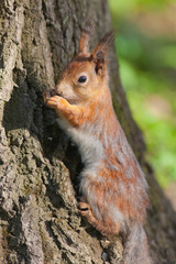 Fototapeta premium squirrel against a tree bark