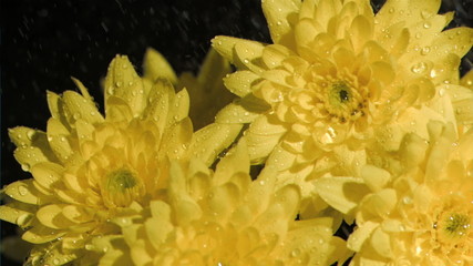 Yellow flowers in super slow motion being soaked - Powered by Adobe