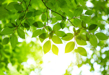 Hintergrund der grünen Blätter © silver-john