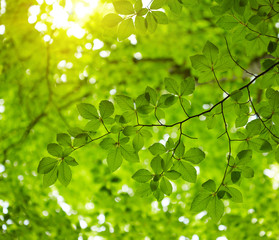 Obrazy na Plexi  Zielone liście w tle