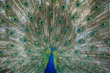 Obraz premium Peacock