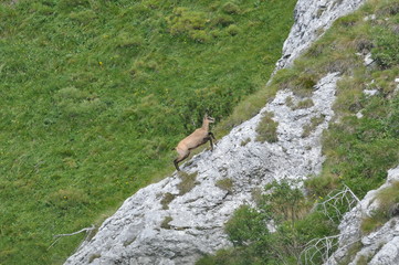 maschio di camoscio