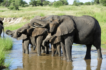 Trinkende Elefanten