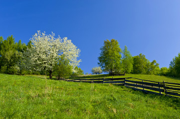 spring in the mountains