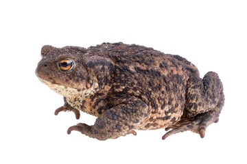 Common european toad from the side isolated on white