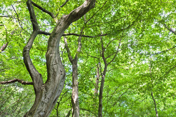 Looking Up - bizarre Tree