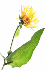 Alant - Inula helenium