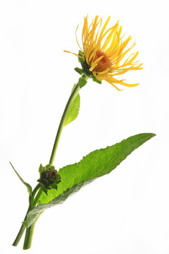 Alant - Inula helenium