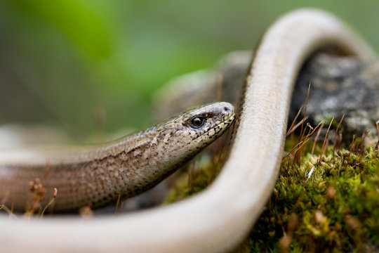Blindschleiche