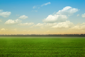 Obraz na płótnie Canvas Summer landscape. Sky and green grass