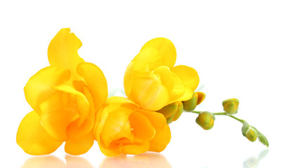 Beautiful yellow freesia isolated on white