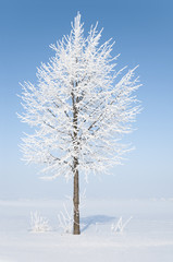 Baum im Winter