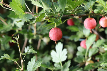 groseilles à maquereau