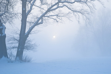 Fototapeta na wymiar Park im Nebel