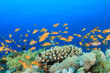 Beautiful Coral with with Tropical Fish (Lyretail Anthias)