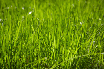 Obraz premium Fresh green grass.