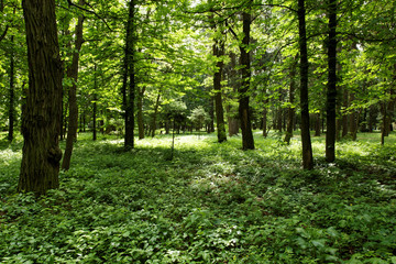Sunshine in the green forest