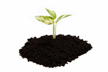 Green sprout from the earth on a white background.