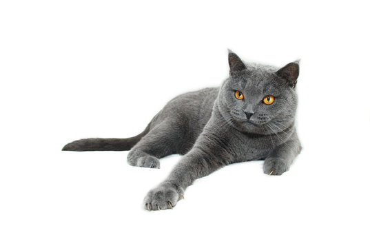 Blue British shorthair cat