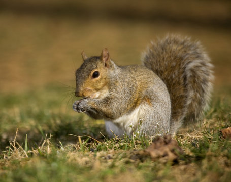 Nibbling tree squirrel on a grassy field