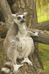 Tailed lemur sitting on tree trunk