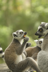 Couple of lemur woth food.