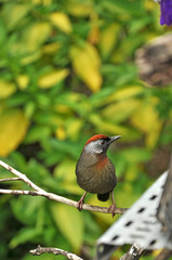 bird name Chestnut-crowned Laughingthrush