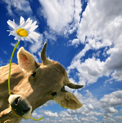 Geburtstag: Kuh schenkt eine Blume