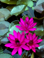 Dark pink water lily in the porn with leaf